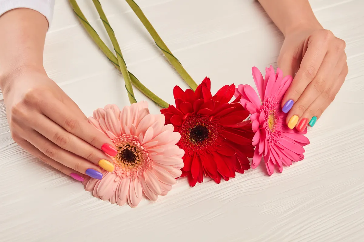 Hände mit bunten Nägeln halten rosa und rote Gerbera